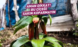 Bu çiçeği koparmanın cezasını duyan şok oluyor!