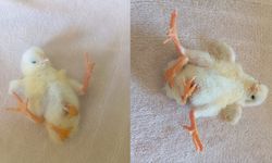 Görenleri hayrete düşüren civciv!