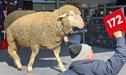 🐏Damızlık koçta rekor! Nefes kesen yarış...
