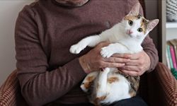 Evlerde içilen sigaranın evcil hayvanlara zararı