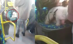İstanbul'da metrobüste köpek koltukta oturdu, yolcular ayakta bekledi