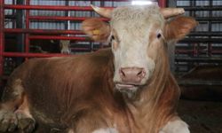 1,5 tonluk dev tosun fiyatı ile dudak uçuklattı