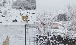 Ankara beyaza büründü! Nisan ayında kar sürprizi