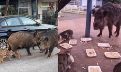 İzmir'de domuz istilası! CHP'li iş bilmezler izliyor