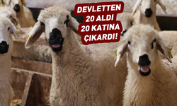 Devletten 20 koyun aldı! 20 katına çıkarttı