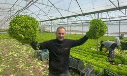 5 liraya düşünce zararıyla ağlatmıştı! Bu yıl yüzleri güldürdü