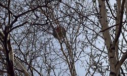 Top ağlarda değil dallarda! ☺️