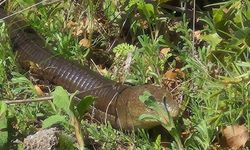 O ilimizde görüldü: Demir yılan...