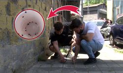 İstanbul'da kene alarmı! Mahalleyi istila ettiler