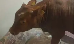 boğa çatıya düştü ev sahipleri şok oldu!