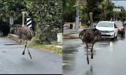 İstanbul'da firari deve kuşu paniği! Trafiği birbirine kattı