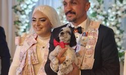 Düğünde altın yerine köpek taktı