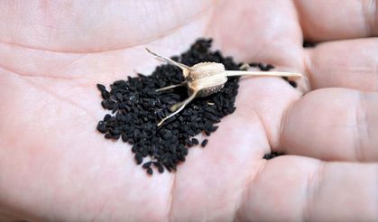 Mucize bitki kanser hücrelerini öldürüyor!