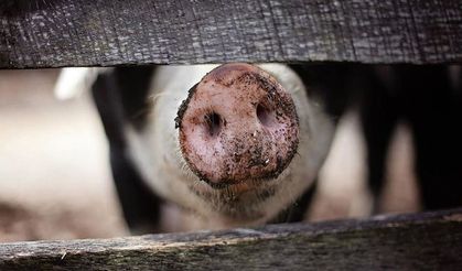 Bakanlık ifşa etti! İşte en çok domuz etinin tüketildiği iller
