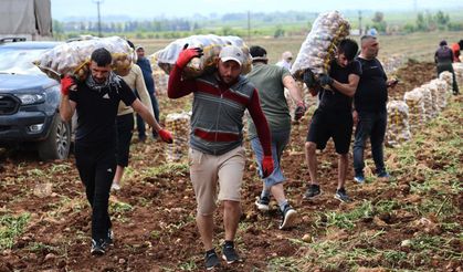 Patates yükleyerek günlük 2500 lira kazanıyorlar!