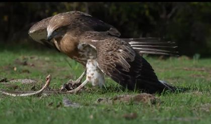 🦅🐍Kartal ile yılanın savaşı! O ilimizde kayda alındı