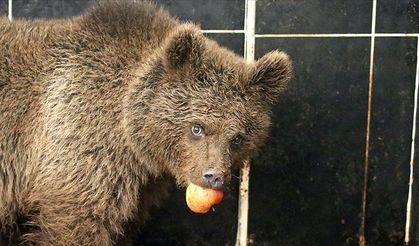 Yol kenarında bulundu! Sosyal medya bunu konuşuyor