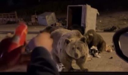 Vay ayı vay! Bir anda saldırdı