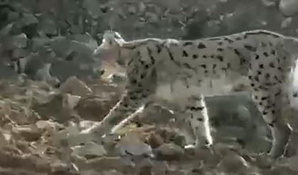 Türünün en büyüğü o ilde görüldü!