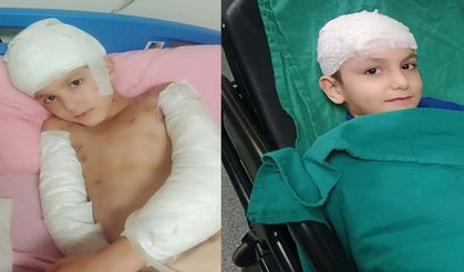 Sokak köpekleri saldırmıştı! Aileye görülmemiş tazminat