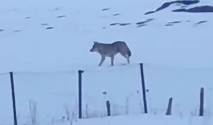 🐺3 ayaklı yalnız kurt! Görenleri şaşkına çevirdi