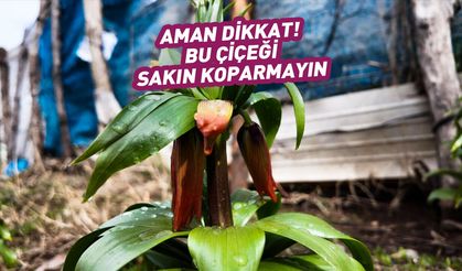 Bu çiçeği koparmanın cezasını duyan şok oluyor!