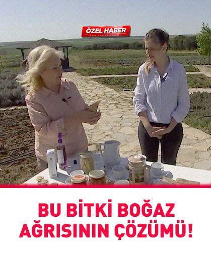 Bu bitki boğaz ağrısının çözümü!