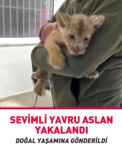 İstanbul'da yavru aslan ele geçirildi
