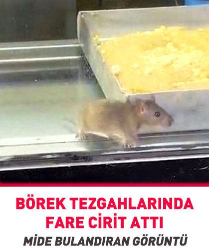 🐁Börek tezgahlarında fare cirit attı