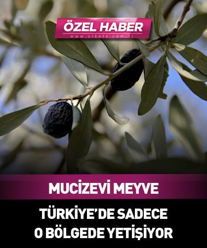 Doğanın mucizevi meyvesi: Türkiye'de sadece o bölgede yetişiyor