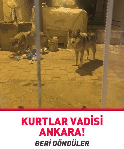 🐺Aç kalan kurtlar şehre indi
