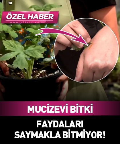 Bu bitkinin faydası saymakla bitmiyor! Göze şifası şaşırtıyor