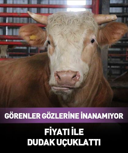 1,5 tonluk dev tosun fiyatı ile dudak uçuklattı