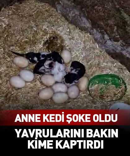Anne kedi hayatının şokunu yaşadı! Olmaz denilen şey oldu