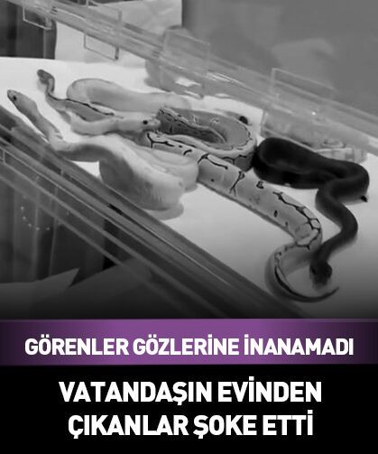 İstanbul'daki bir evden çıkanlar ağızları açık bıraktı!