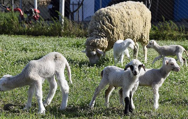 Görenler şaştı kaldı! Tek seferde 5 tane
