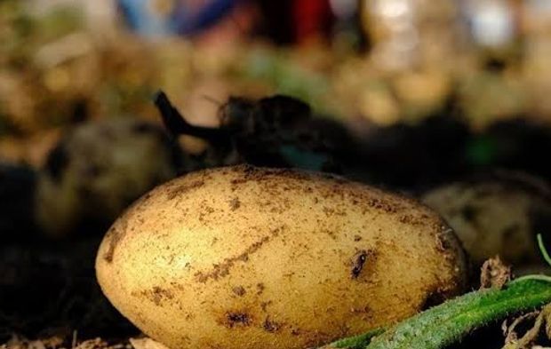 Patates sandı servet buldu! Toprağın altından çıkan altın külçesi dudak uçuklattı