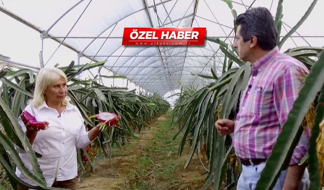 Ejder meyvesinin faydaları saymakla bitmiyor!