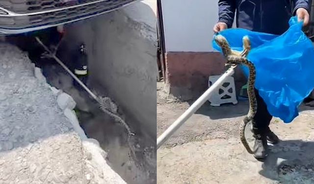 Aracın altına giren yılan çıkartıldı!