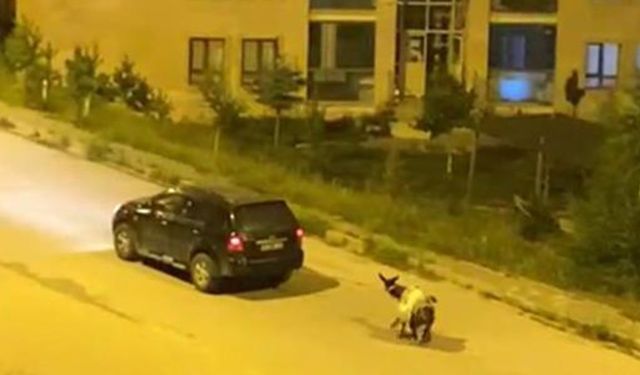 Eşeği aracına bağladı! Zorla çekerek götürdü…