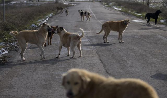 İstanbul Valiliği'nden sokak köpekleri hakkında yeni karar!