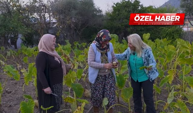 Bu bitkinin faydaları saymakla bitmiyor: Adeta kolajen bombası!