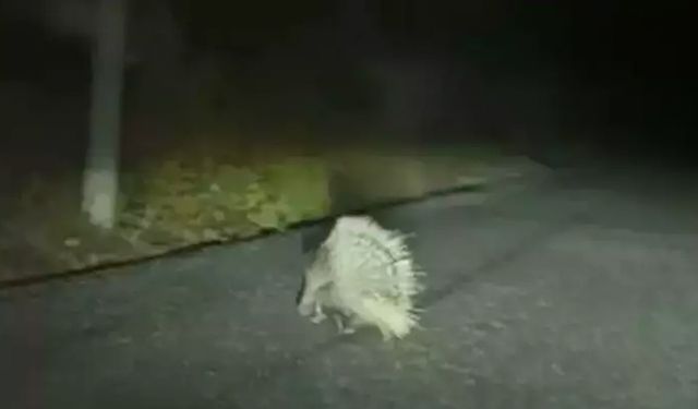 Nesli tükenme altında: O ilimizde görüldü!