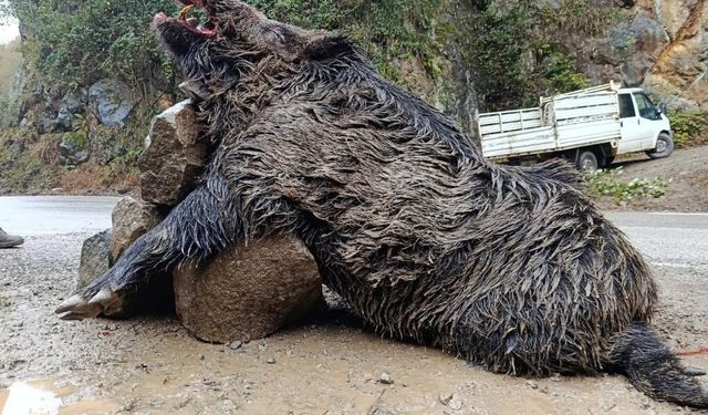 300 kg'lık domuz görenleri şaşkına çevirdi