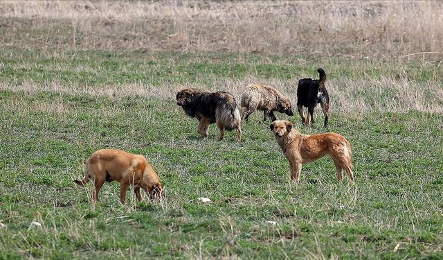 İstanbul’da sahipsiz köpek kararı