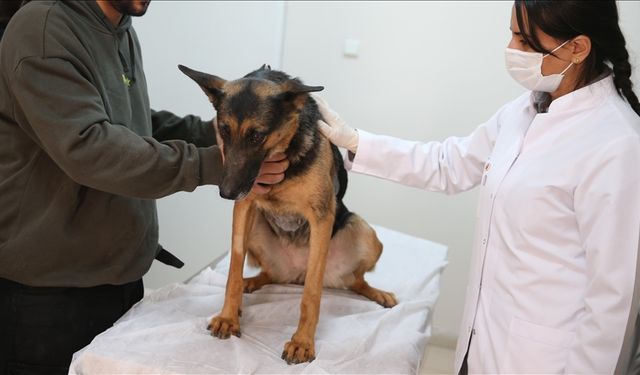 Veteriner laboratuvarlarında yeni dönem! Resmi Gazete’de yayımlandı