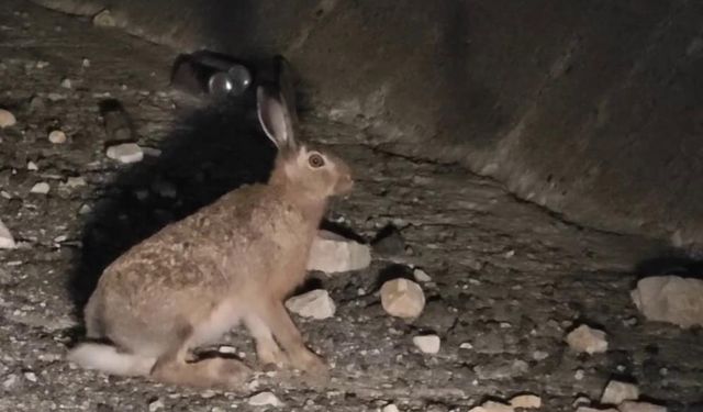 Yabani tavşan böyle görüntülendi