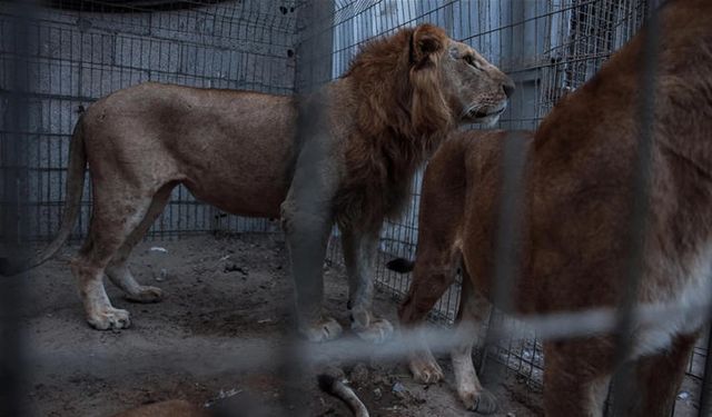 Aslanın kafesine girmekle hayatının hatasını yaptı