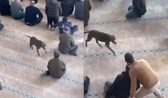 Cuma namazı öncesi panik anlar: Camiye pitbull girdi!