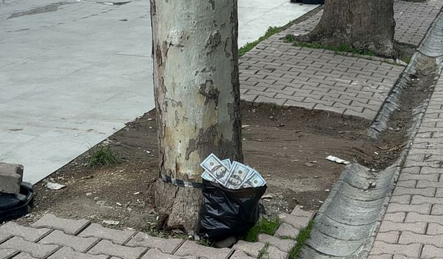 Ağaç altına bırakılan poşetten servet çıktı! Deste deste dolar... 🤑